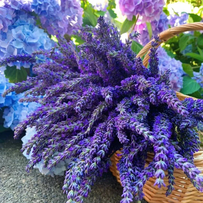 Lavender Seeds Purple Blooming