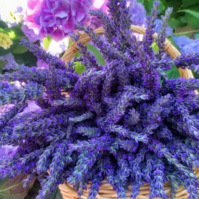 Lavender Seeds Purple Blooming