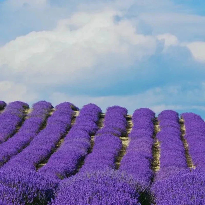 Lavender Seeds Purple Blooming