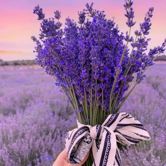 Lavender Seeds Purple Blooming