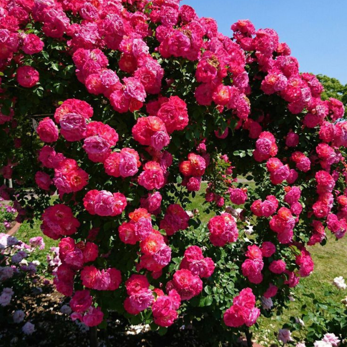 Elegant Climbing Rose Flower Seeds