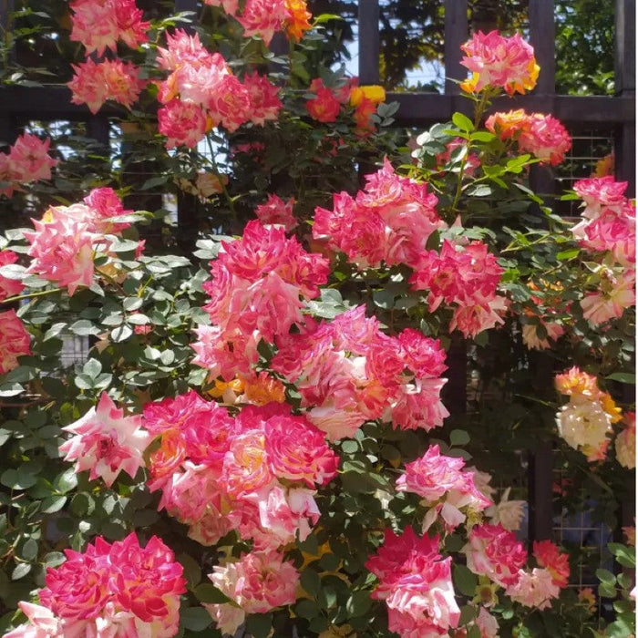 Climbing Moss Rose Seeds