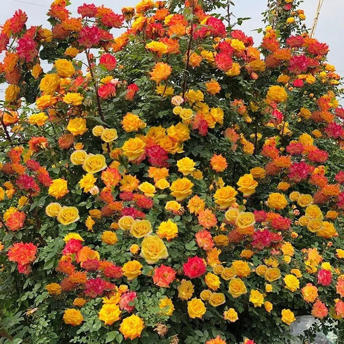 Climbing Moss Rose Seeds