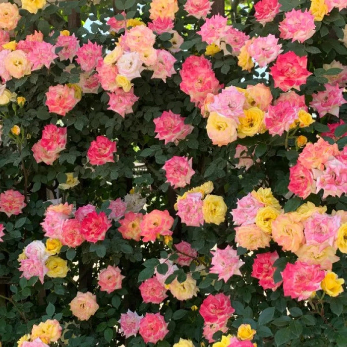 Climbing Moss Rose Seeds