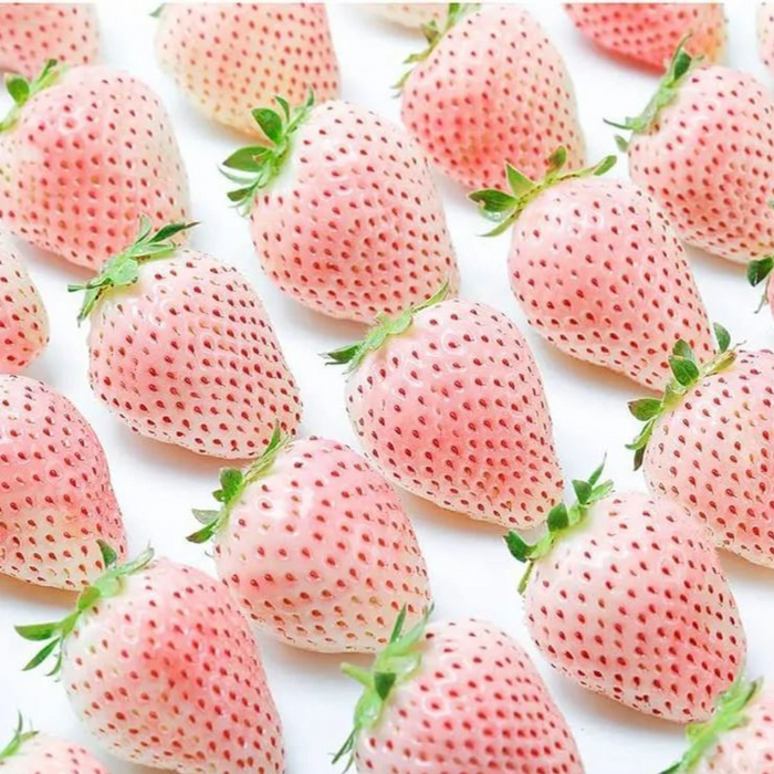 Heirloom Variety Strawberry Seeds