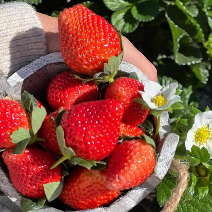 Heirloom Variety Strawberry Seeds