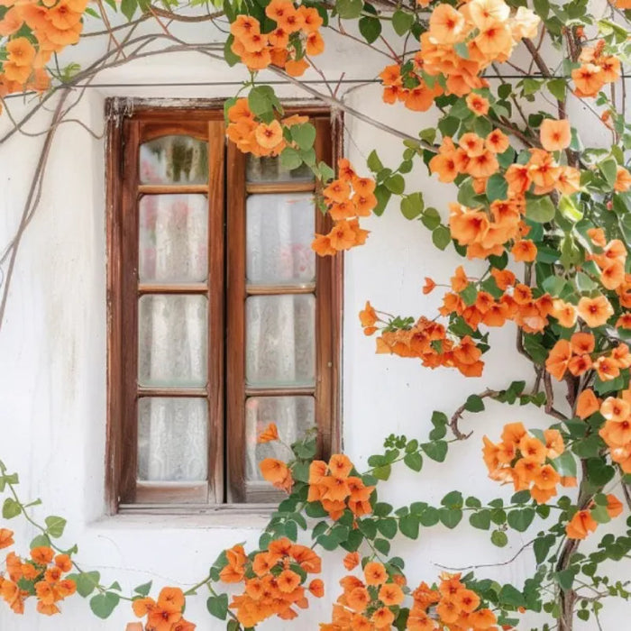 Orange Trumpet Flowers Seeds