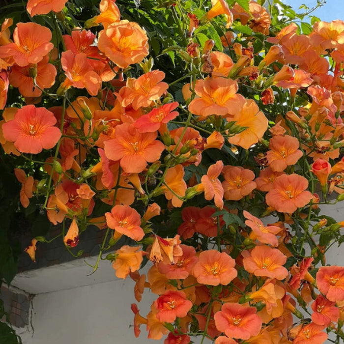 Orange Trumpet Flowers Seeds