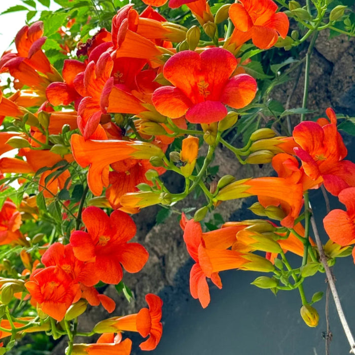 Orange Trumpet Flowers Seeds