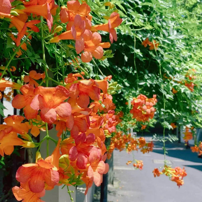 Orange Trumpet Flowers Seeds