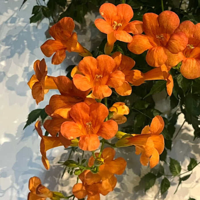 Orange Trumpet Flowers Seeds