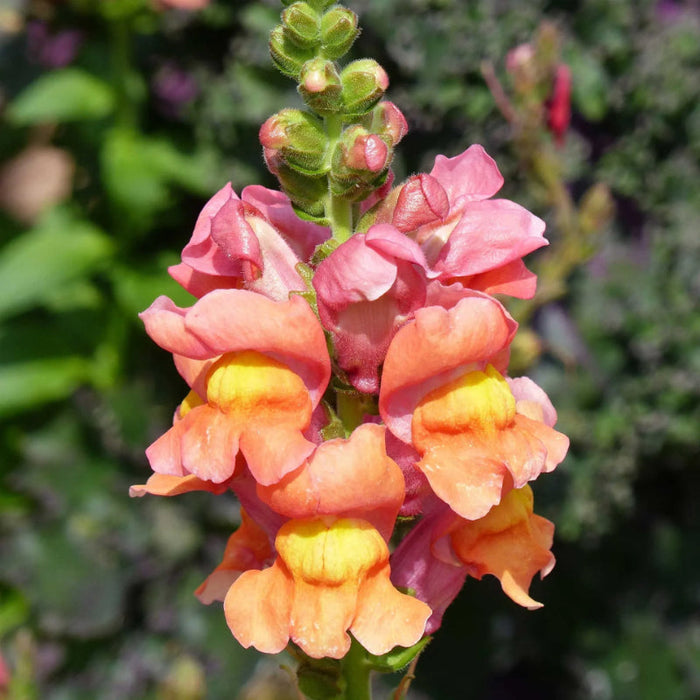 Rocket Bronze Snapdragon Seeds