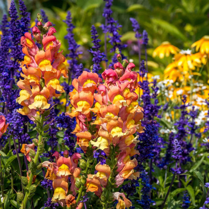 Rocket Bronze Snapdragon Seeds