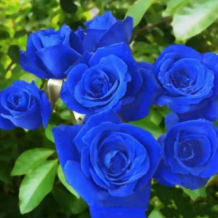 Royal Roses Bouquet Seeds