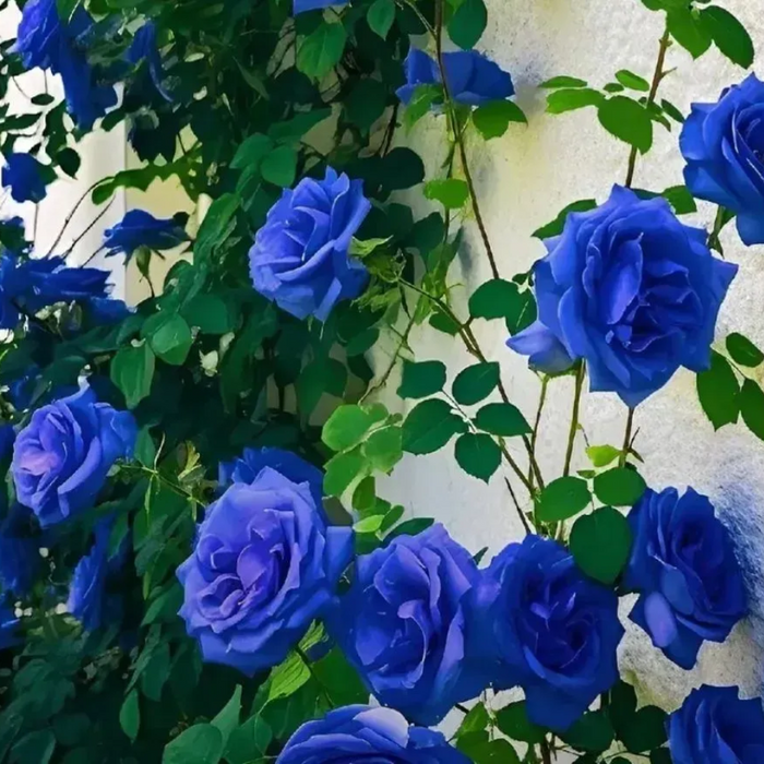 Royal Roses Bouquet Seeds