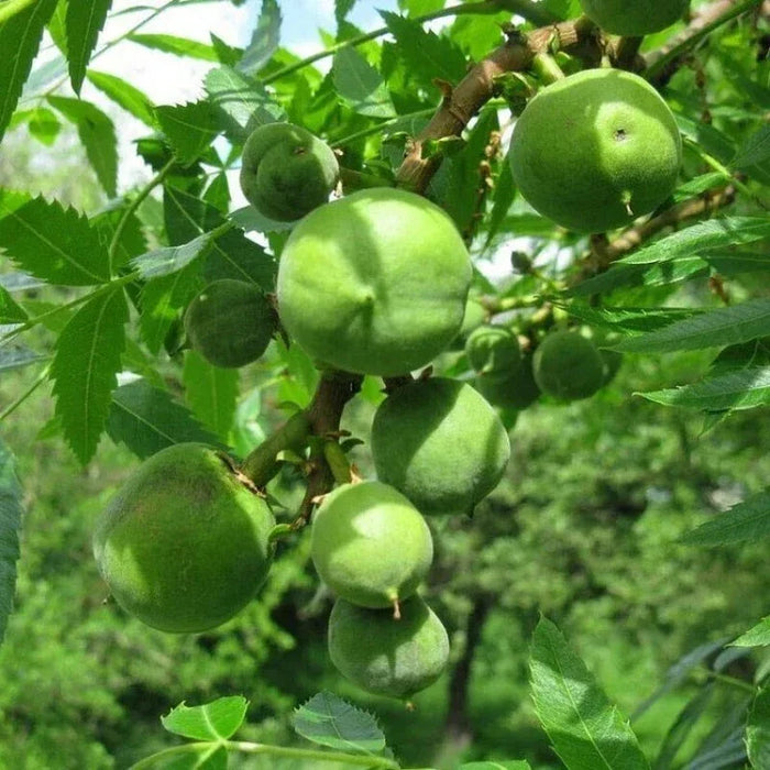 Xanthoceras Sorbifolium Bunge Seeds