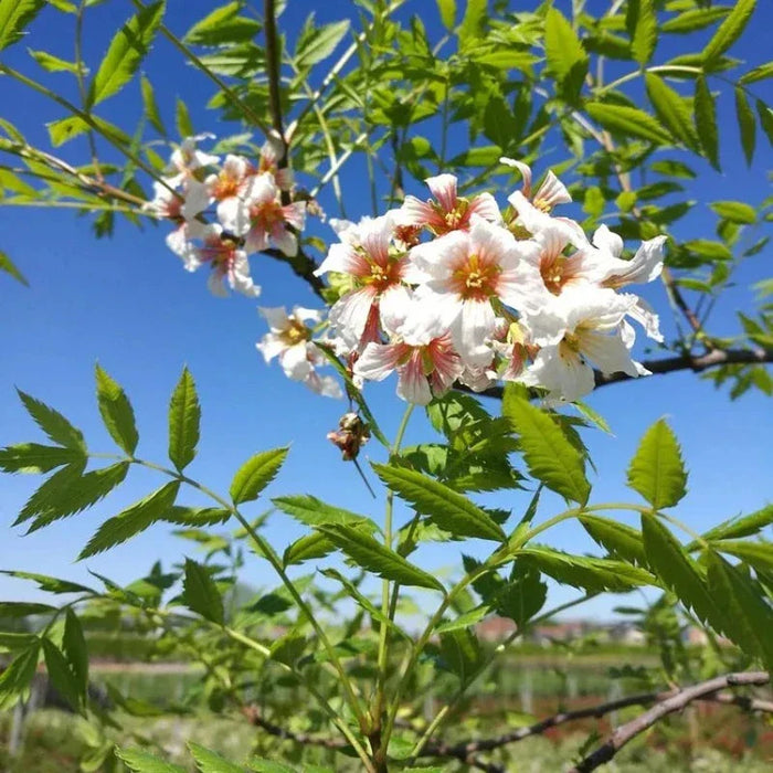 Xanthoceras Sorbifolium Bunge Seeds