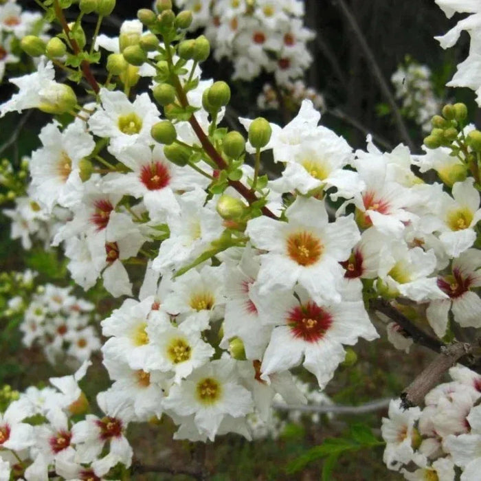 Xanthoceras Sorbifolium Bunge Seeds