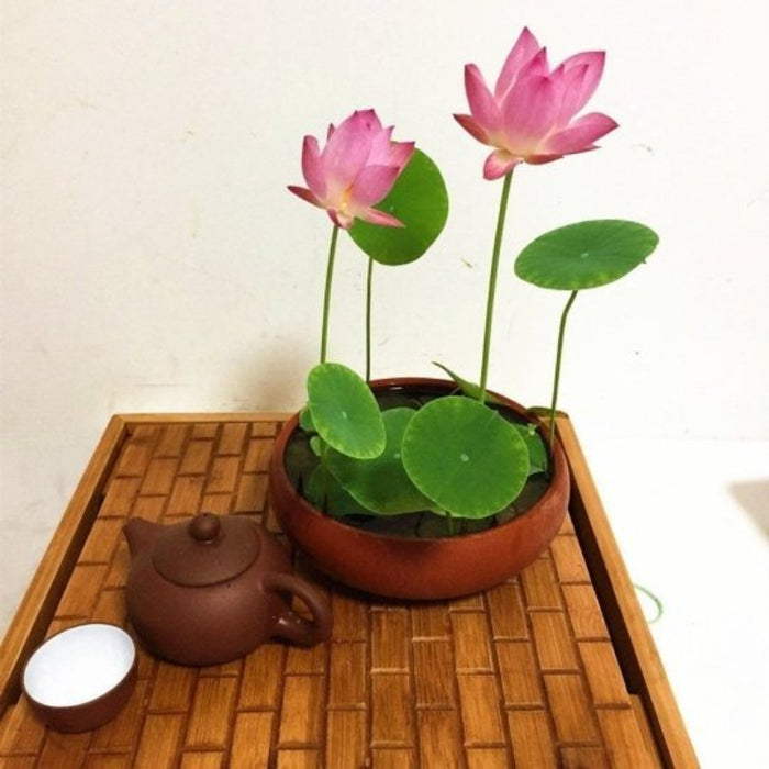 The Sacred Bonsai Bowl Lotus Flower