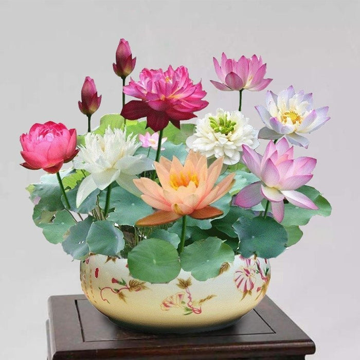 The Sacred Bonsai Bowl Lotus Flower