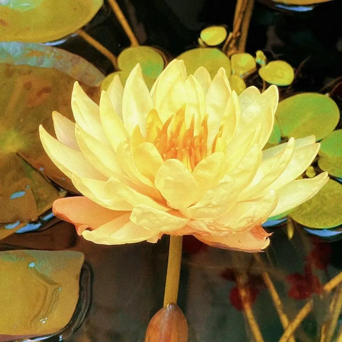 The Sacred Bonsai Lotus Blossom Flowers Seeds — USA Garden Center