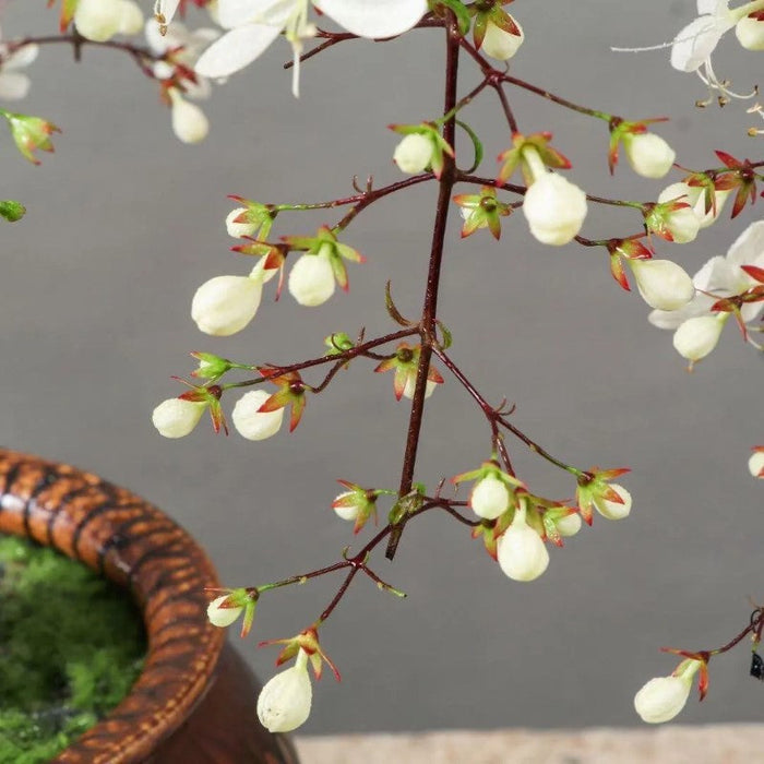 Trailing Jasmine Flower Seeds