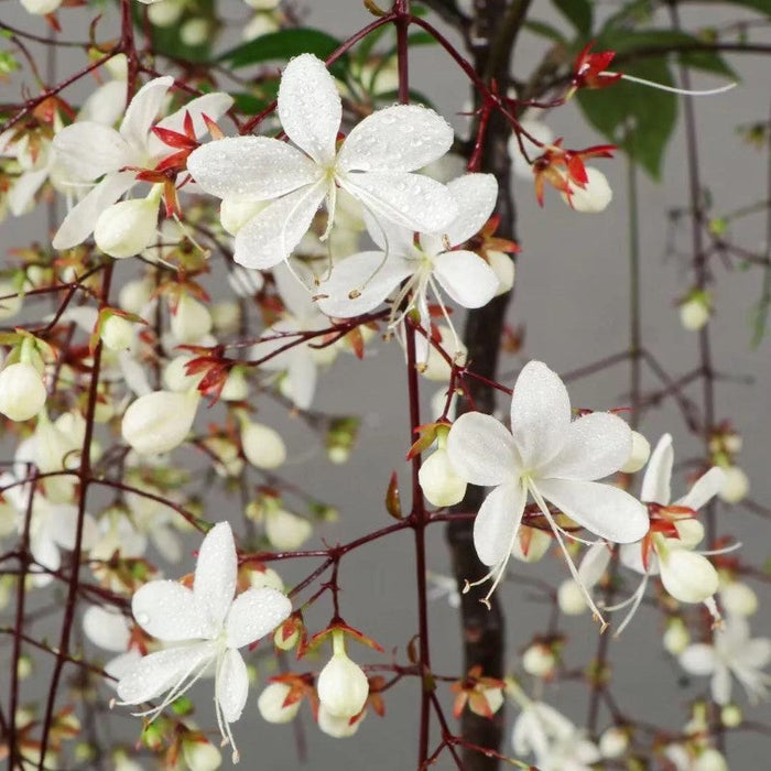 Trailing Jasmine Flower Seeds