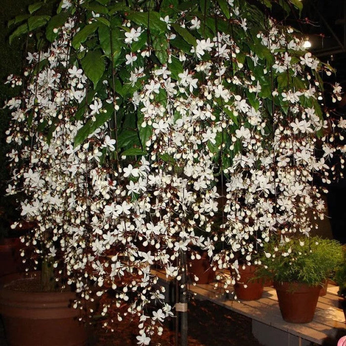 Trailing Jasmine Flower Seeds