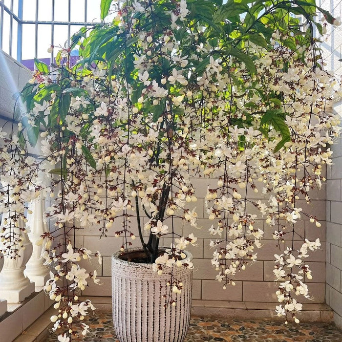 Trailing Jasmine Flower Seeds