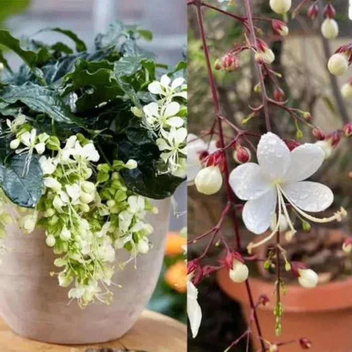 Trailing Jasmine Flower Seeds