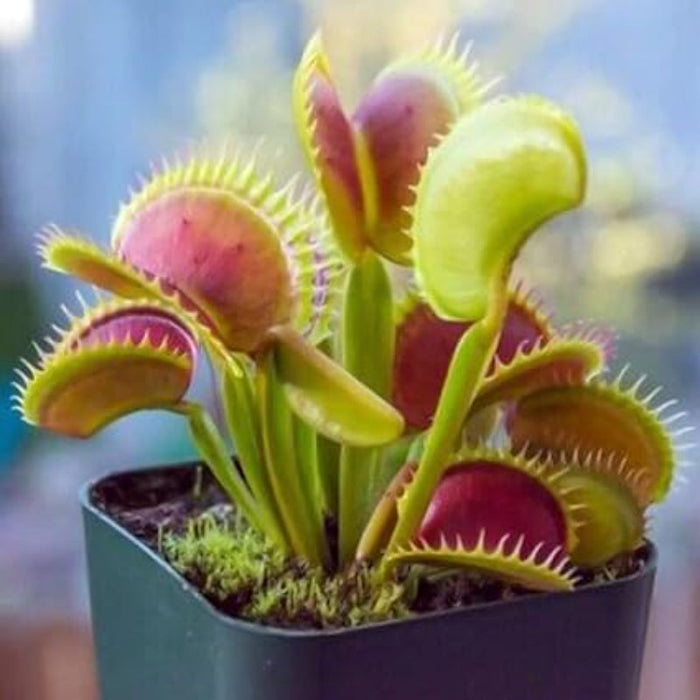 Venus Flytrap Plant Seeds