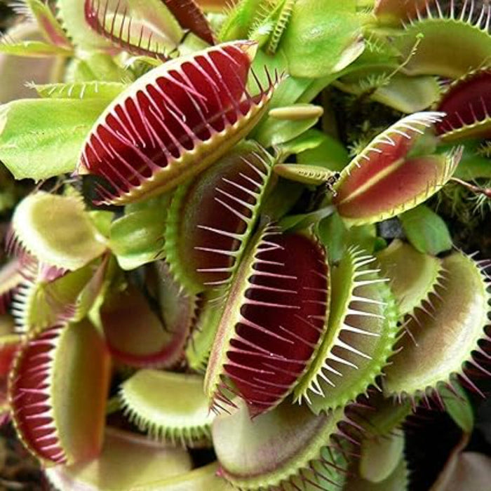 Venus Flytrap Plant Seeds