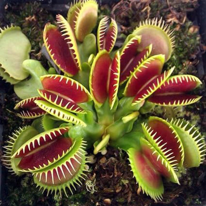 Venus Flytrap Plant Seeds