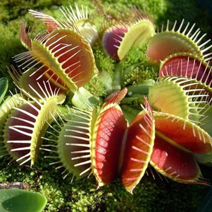 Venus Flytrap Plant Seeds