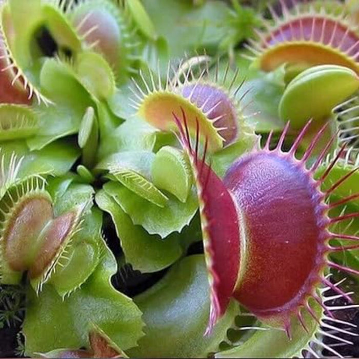 Venus Flytrap Plant Seeds