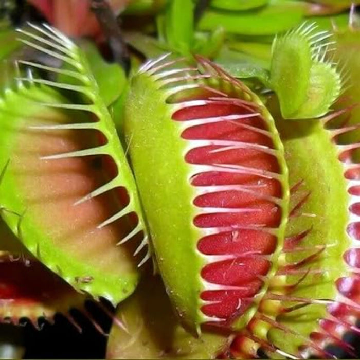 Venus Flytrap Plant Seeds