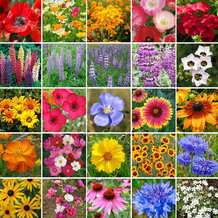 50 Patterns Wildflower Mixed Seeds