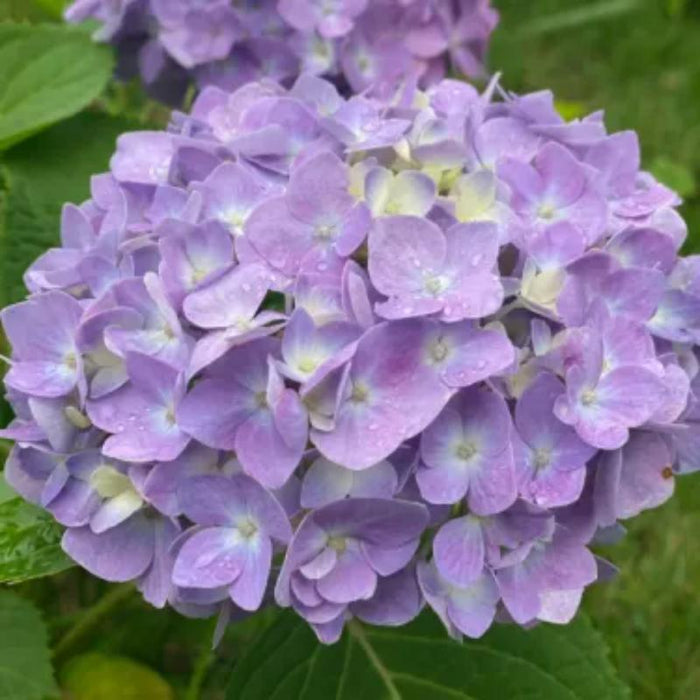 The Perennial Hydrangea Seeds