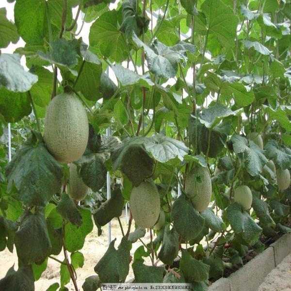 Cantaloupe Melon Seeds