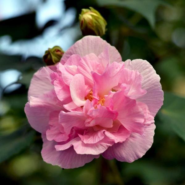 Sweet Pink Hibiscus Hardy Flower Seeds