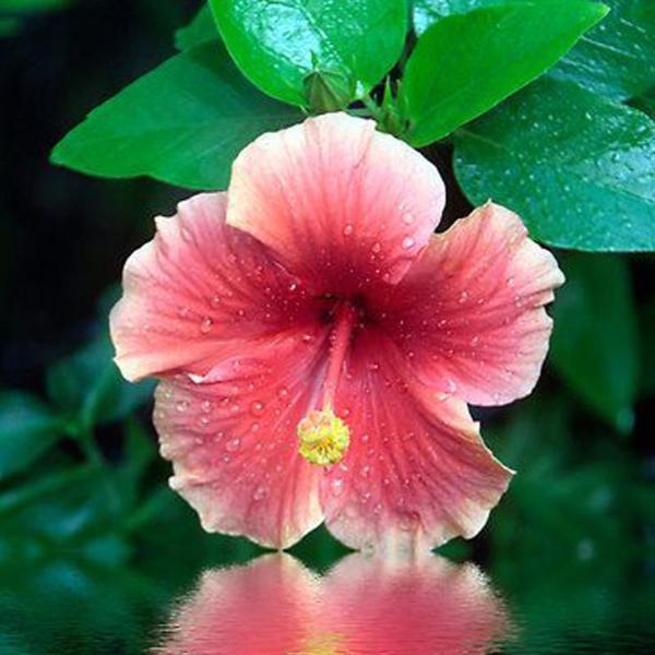 Sweet Pink Hibiscus Hardy Flower Seeds