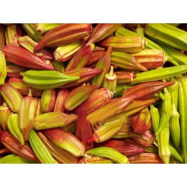 Rare Red and Green Okra Seeds