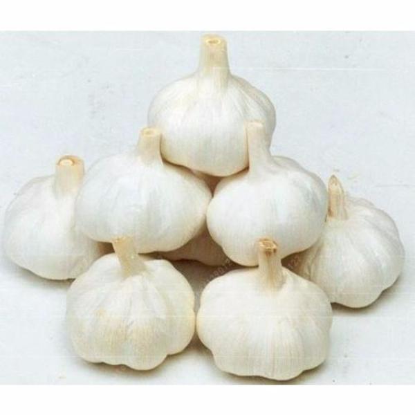 Multi-Petal Garlic Seeds