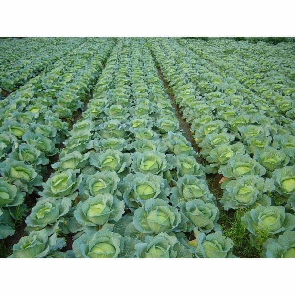 Purple Cabbage Seeds