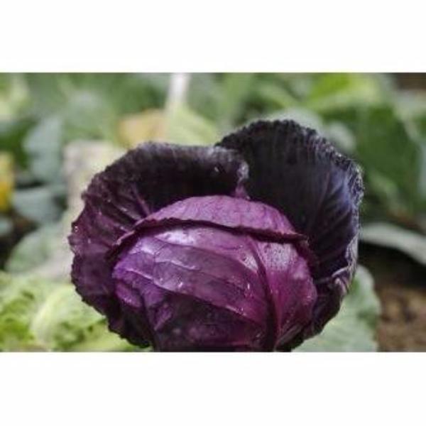 Purple Cabbage Seeds