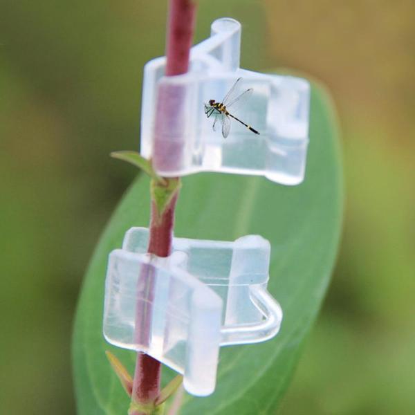 Transparent Grafted Plants Clips