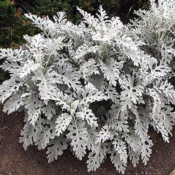 Cineraria Dusty Miller Plant Seeds