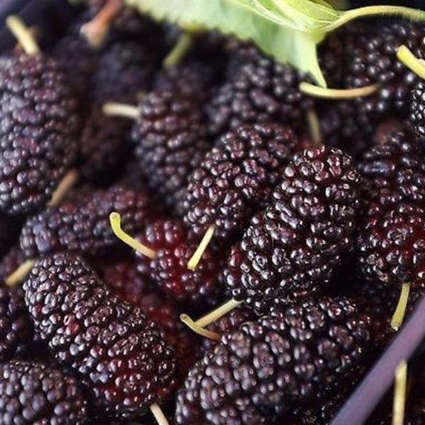 Jumbo Thornless Blackberry Seeds