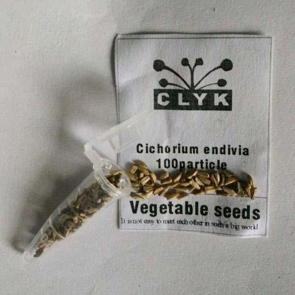 Cichorium Endivia Seeds