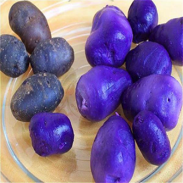 Purple Potato Seeds